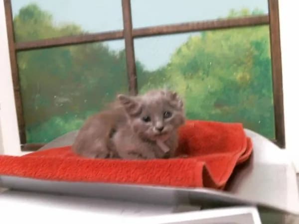 Eren - Domestic Shorthair