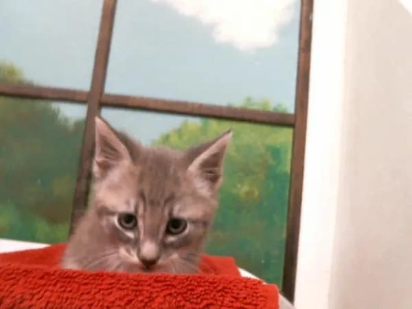 Armin - Domestic Shorthair