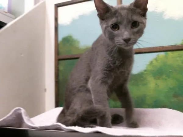 Atlas - Domestic Shorthair mix