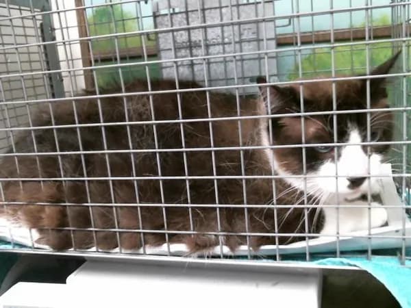 Chocolate - Domestic Shorthair mix