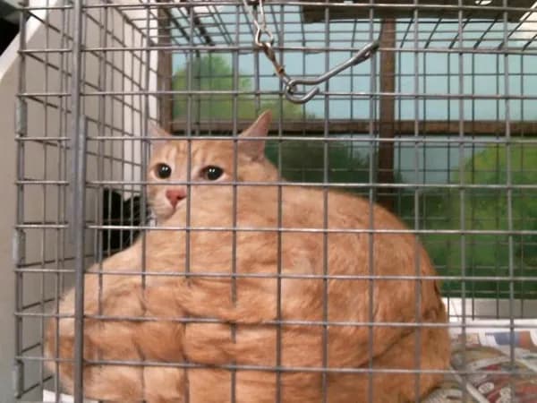 Lemon - Domestic Shorthair mix