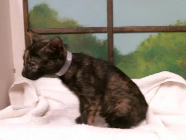Dolly - Domestic Shorthair mix