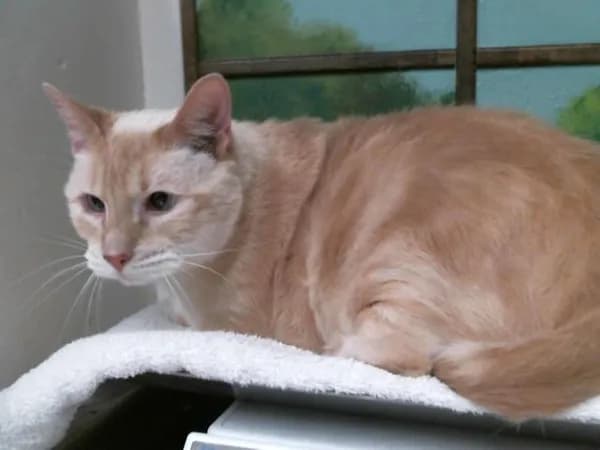 Chino - Siamese mix