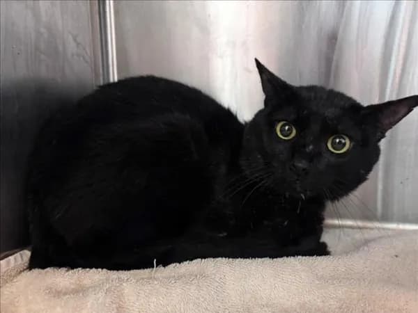 Unnamed - Domestic Shorthair mix