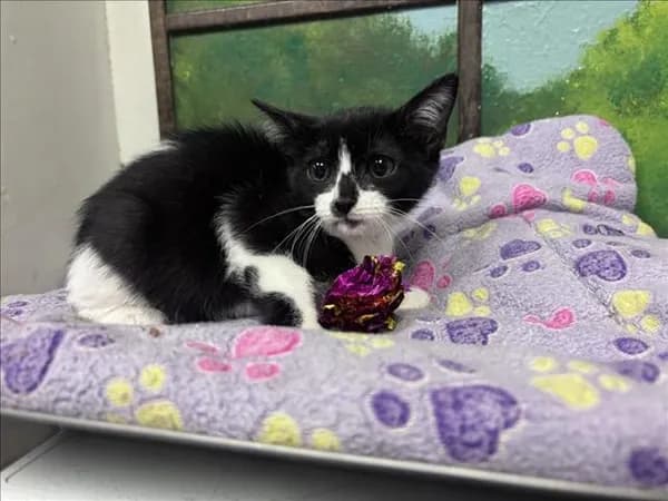 Amber - Domestic Shorthair