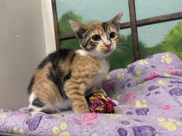 Diamond - Domestic Shorthair