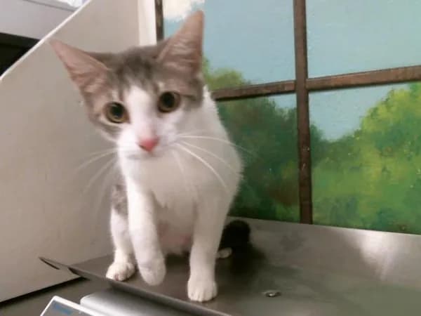 Lady - Domestic Shorthair