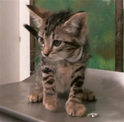 Linda - Domestic Shorthair