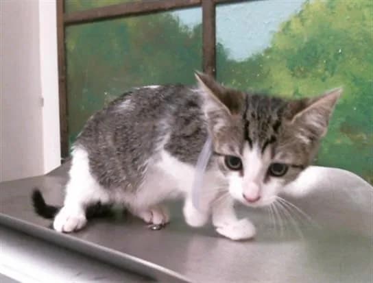 Lily - Domestic Shorthair
