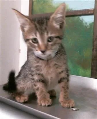 Luke - Domestic Shorthair