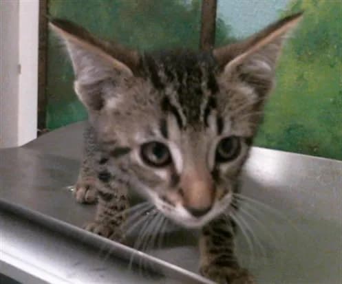 Lion - Domestic Shorthair