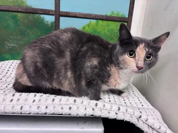 Molly - Domestic Shorthair