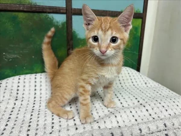 Kona - Domestic Shorthair