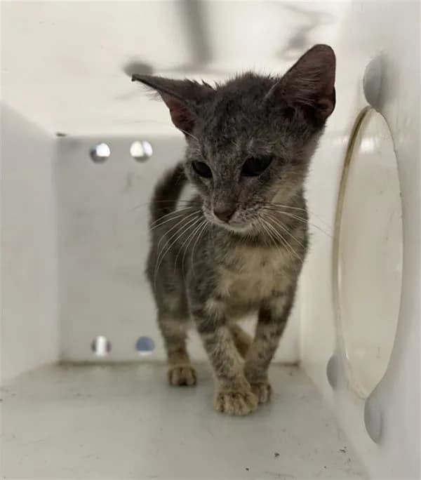 Munchkin - Domestic Mediumhair