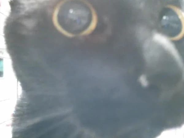 Unnamed - Domestic Shorthair mix