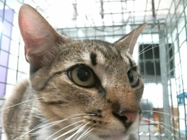 Unnamed - Domestic Shorthair mix