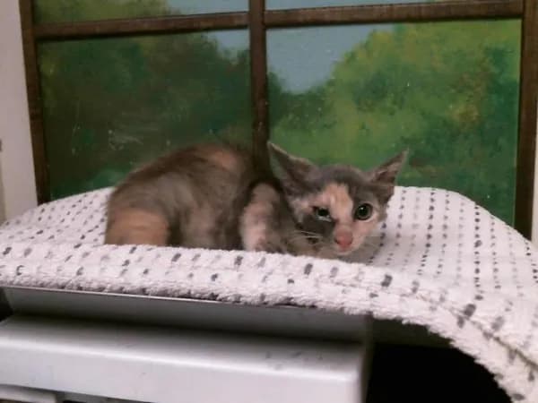 Dolly - Domestic Shorthair mix