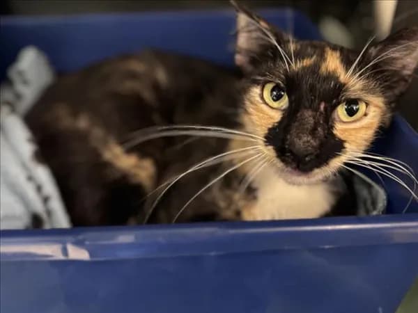 Kyra - Domestic Shorthair mix