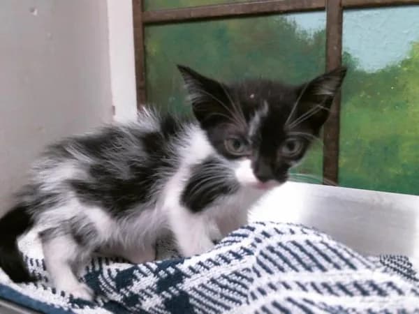 Lucy - Domestic Shorthair mix