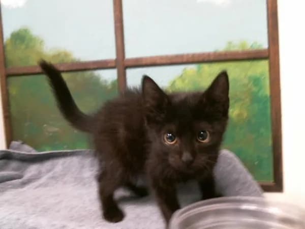 Frenchie - Domestic Shorthair