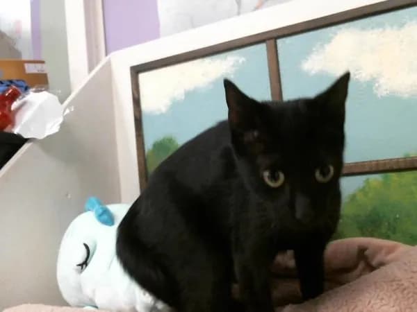 Unnamed - Domestic Shorthair mix