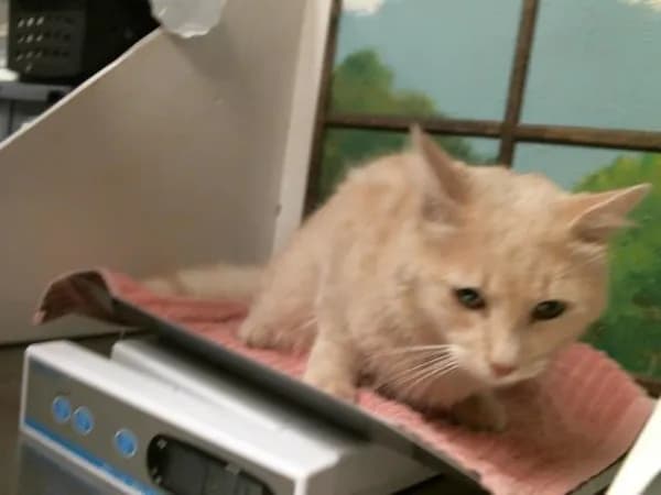 Blitz - Domestic Shorthair mix