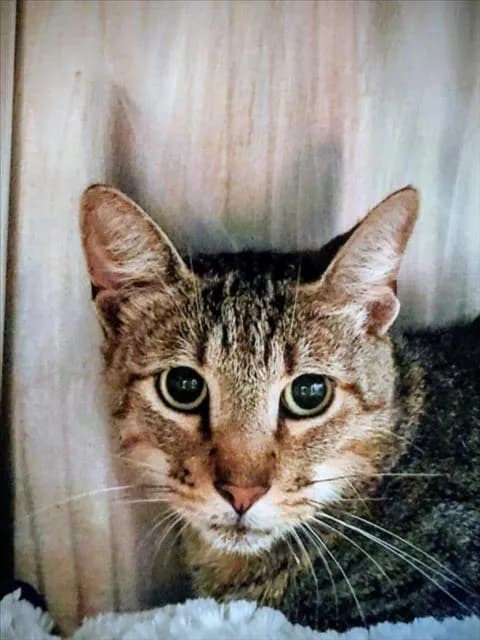 Hercules - Domestic Shorthair mix