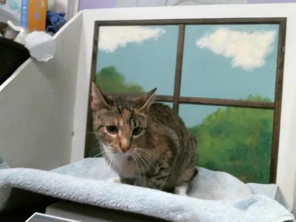 Winnie - Domestic Shorthair