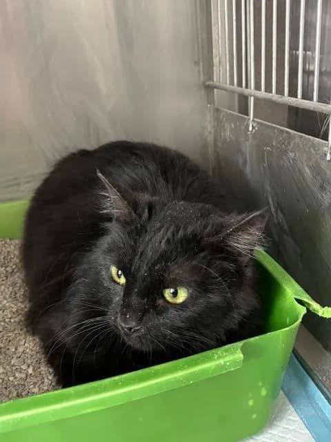 Cody - Domestic Shorthair