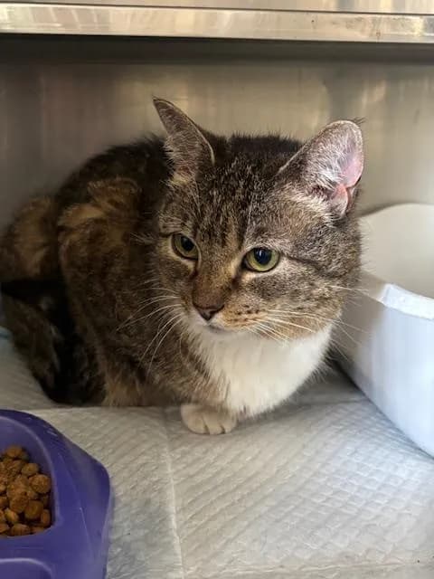 Unnamed - Domestic Shorthair
