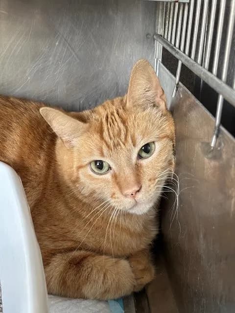 Unnamed - Domestic Shorthair