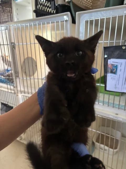 Unnamed - Domestic Shorthair