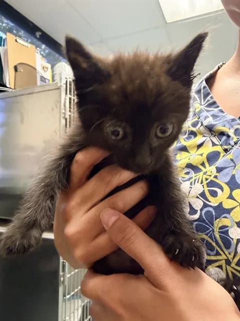 Unnamed - Domestic Shorthair