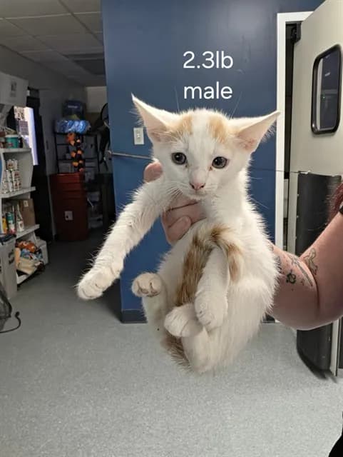 Unnamed - Domestic Shorthair