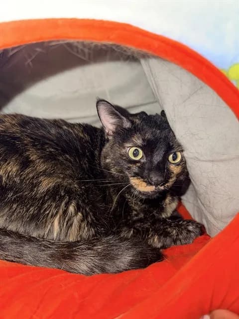 Unnamed - Domestic Shorthair