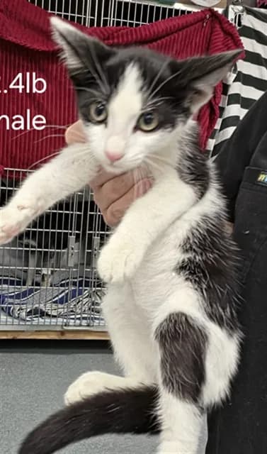 Unnamed - Domestic Shorthair