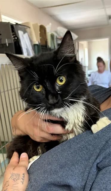 Unnamed - Domestic Mediumhair