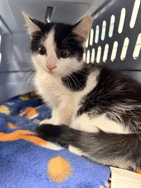 Unnamed - Domestic Shorthair