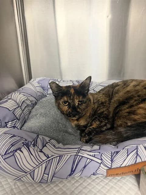Unnamed - Domestic Shorthair