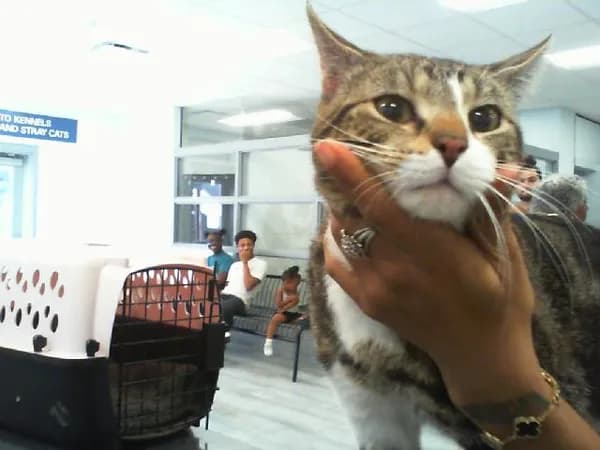 Sasuke - Domestic Shorthair
