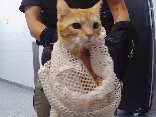 Carpe - Domestic Shorthair