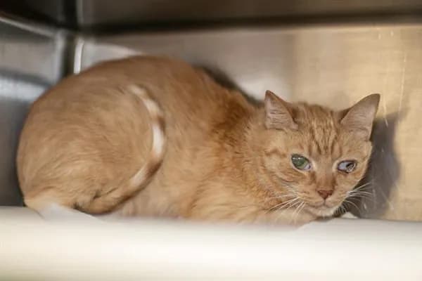 Carla - Domestic Shorthair