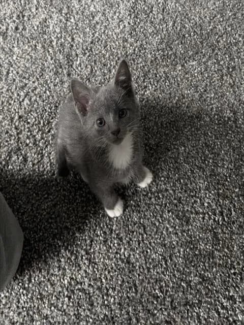 Wybie - Domestic Shorthair