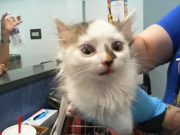 Will - Domestic Shorthair