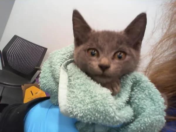 Button - Domestic Shorthair