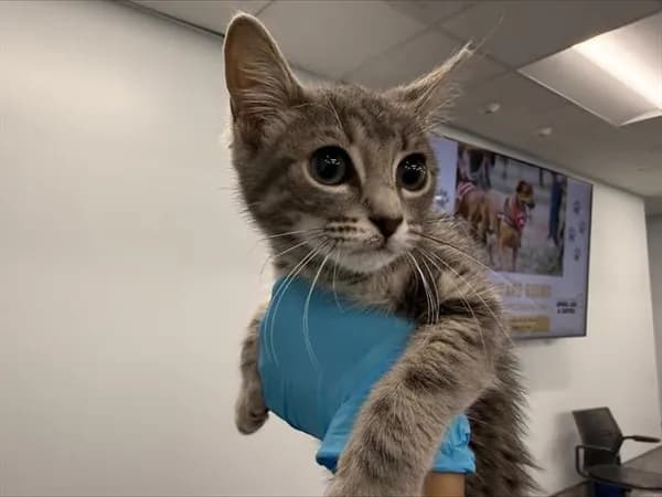 Unnamed - Domestic Shorthair