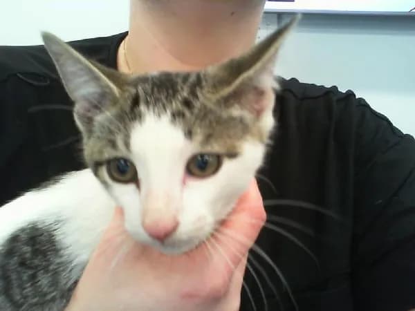 Miso - Domestic Shorthair