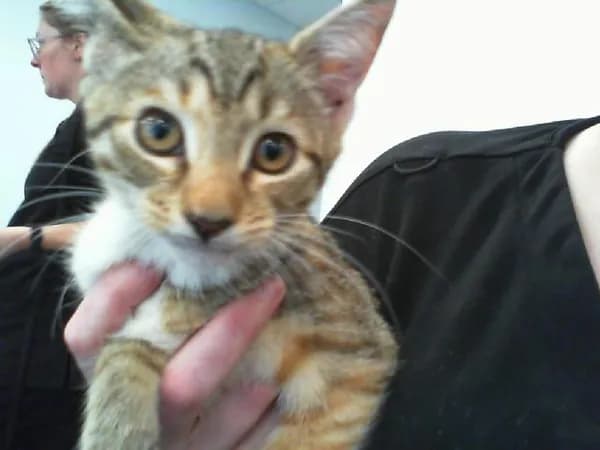 Basil - photo 1