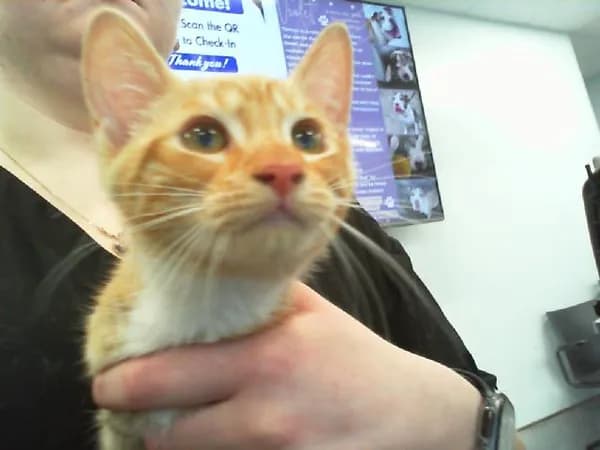 Oregano - Domestic Shorthair
