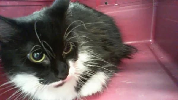Clydell - Domestic Longhair
